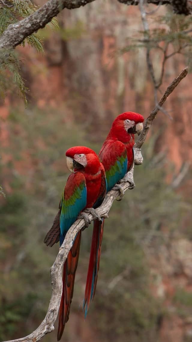 Southern Pantanal