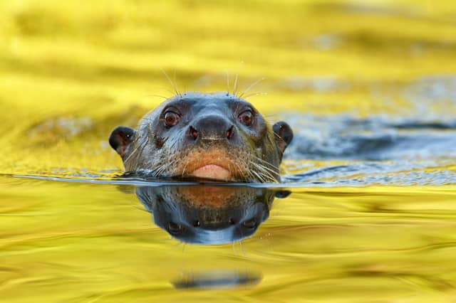 A giant otter peers directly at the camera with its head just above the golden-hued water surface in the Pantanal, its reflection visible below and long whiskers fanning outward.
