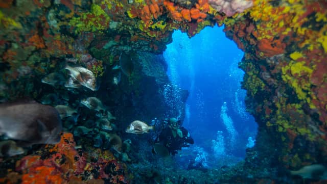 A scuba diver hovers inside a rocky underwater arch covered in orange, red, and yellow sponges during scuba diving in Brazil, surrounded by a school of reef fish with blue water beyond