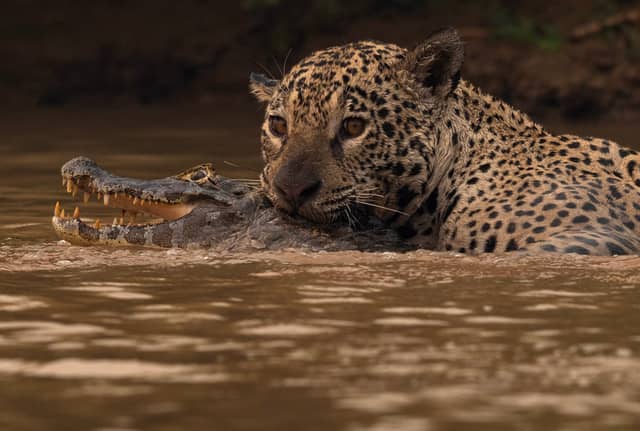 A jaguar grips a caiman by the head in the murky brown waters of the Pantanal, both animals partially submerged as the caiman's jaws open wide