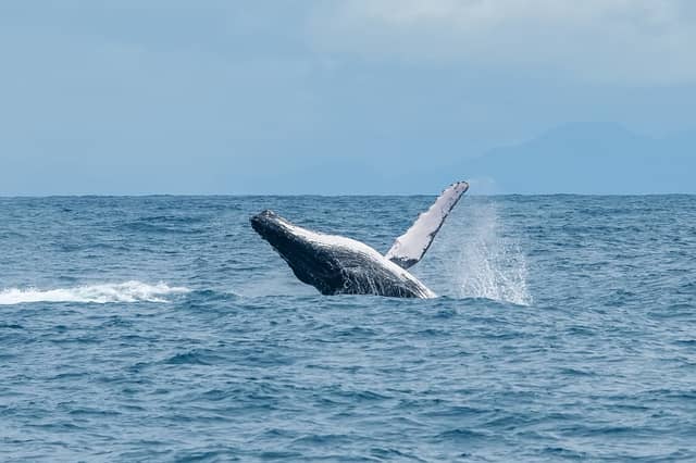 A humpback whale breaching the surface during Abrolhos tours, with mountains faintly visible on the horizon