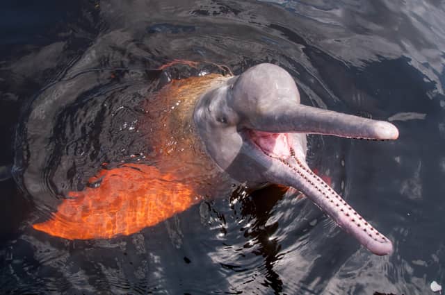 Amazon river dolphin surfacing with open mouth and long snout in dark tannin-rich water, a highlight of Brazil adventure and ecotourism wildlife encounters