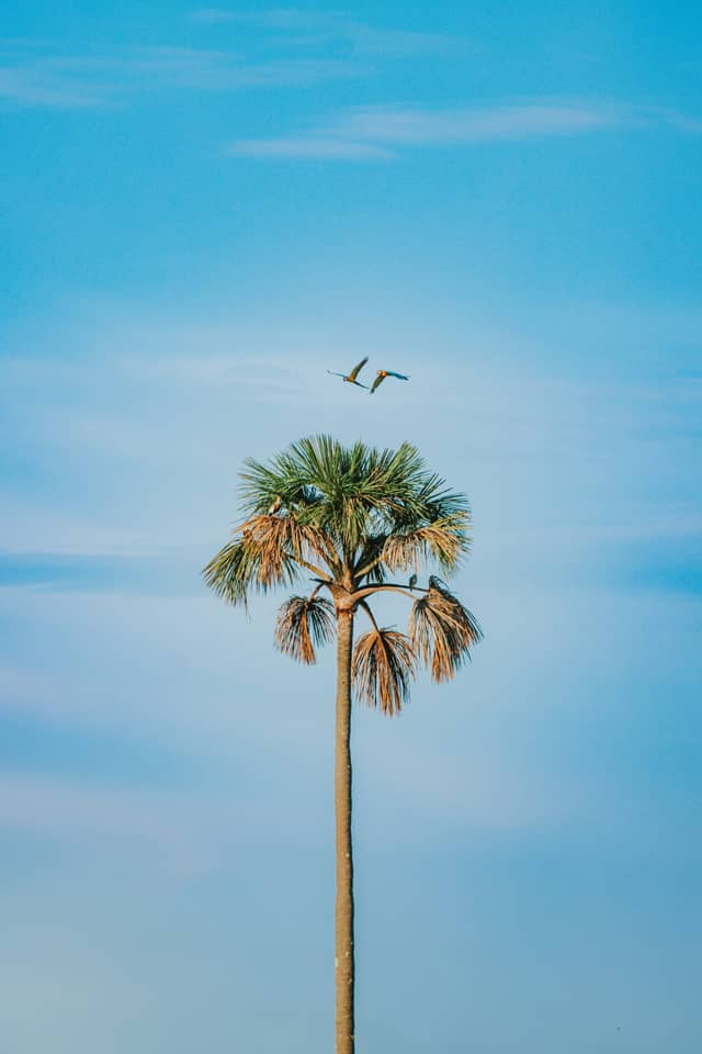 Two blue-and-yellow macaws flying above a tall palm tree against a clear blue sky in the Cerrado Brazil savanna