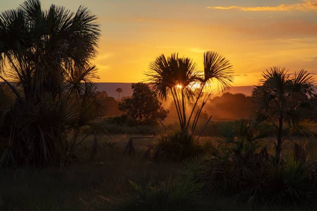 Golden sunset bursting through silhouetted Cerrado palm trees across the wild savanna landscape of Jalapão tours in Brazil