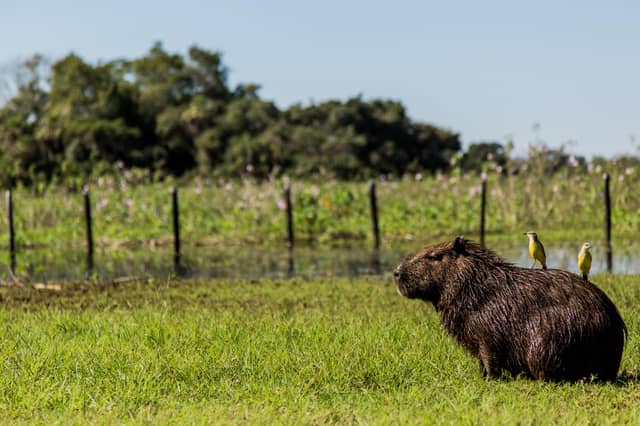 A wet capybara rests on green grass in the Pantanal wetlands with two small yellow birds perched on its back, a flooded field and trees visible behind