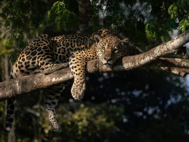 Where is the Best Place to See Jaguars in the Pantanal?