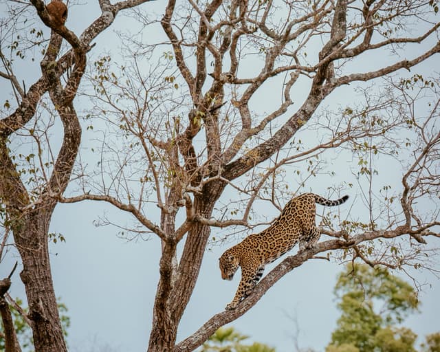 10 Fascinating Facts About Jaguars and Why Brazil Is Their Stronghold