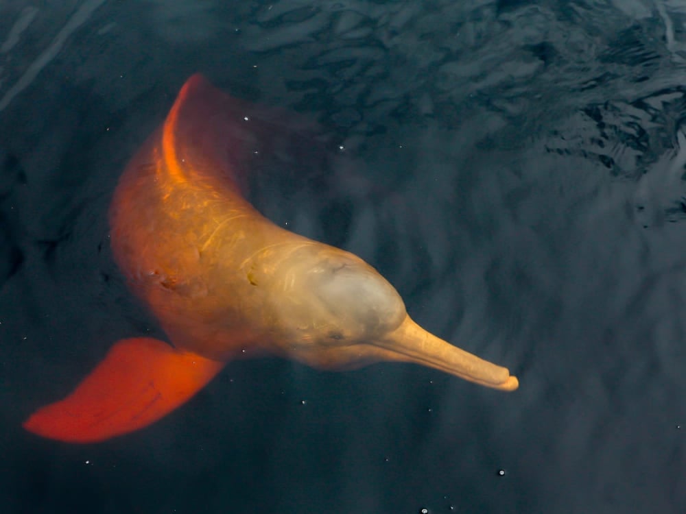  An Amazon river dolphin with distinctive pink skin swims just below the dark water surface. 