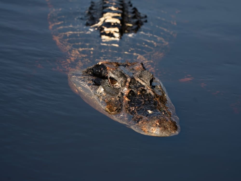  A black caiman swimming near the surface of the Amazon River.