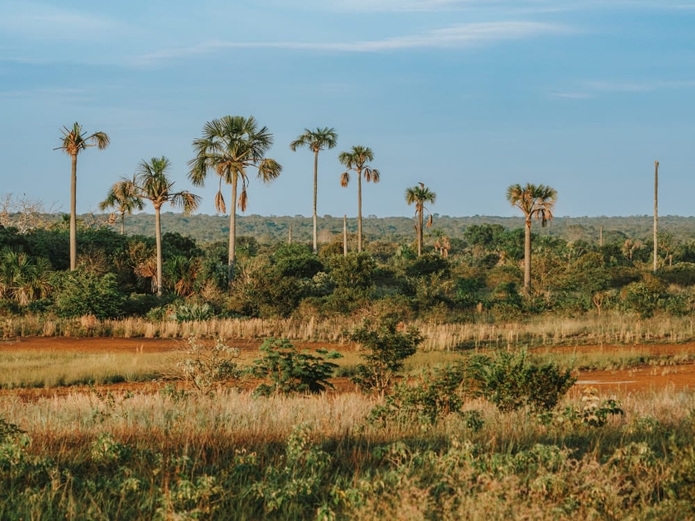 How to visit the Cerrado in Brazil