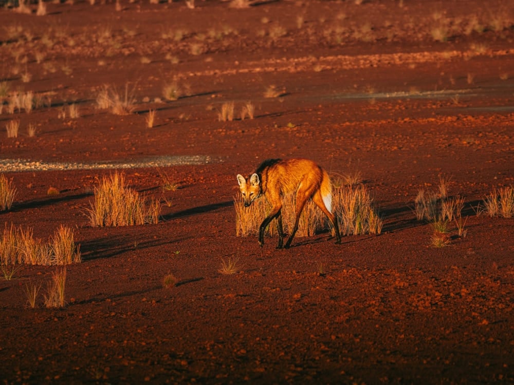 Cerrado Mane Wolfes - How to visit the Cerrado in Brazil?