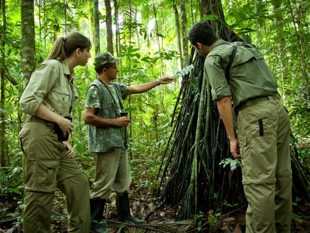 A local guide shows two tourists the intricate roots of a large tree while hiking through the Amazon.