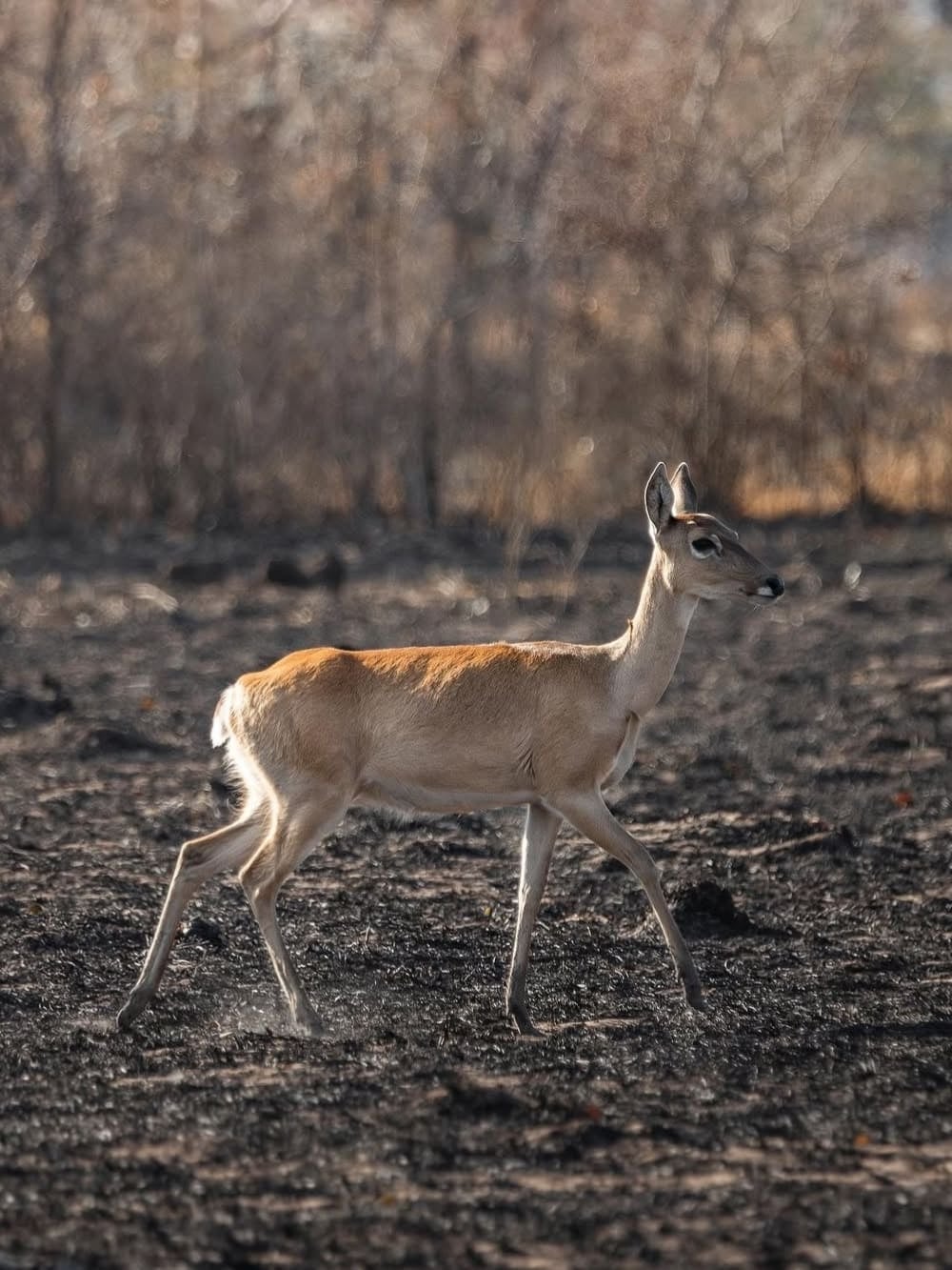 Deforestation at Pantanal Brazil