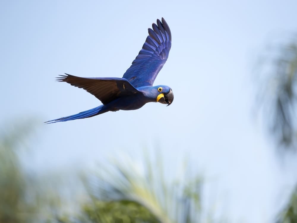 Wildlife Pantanal