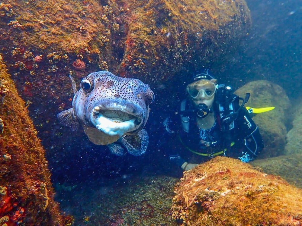 When is the Best Time to Dive in Fernando de Noronha