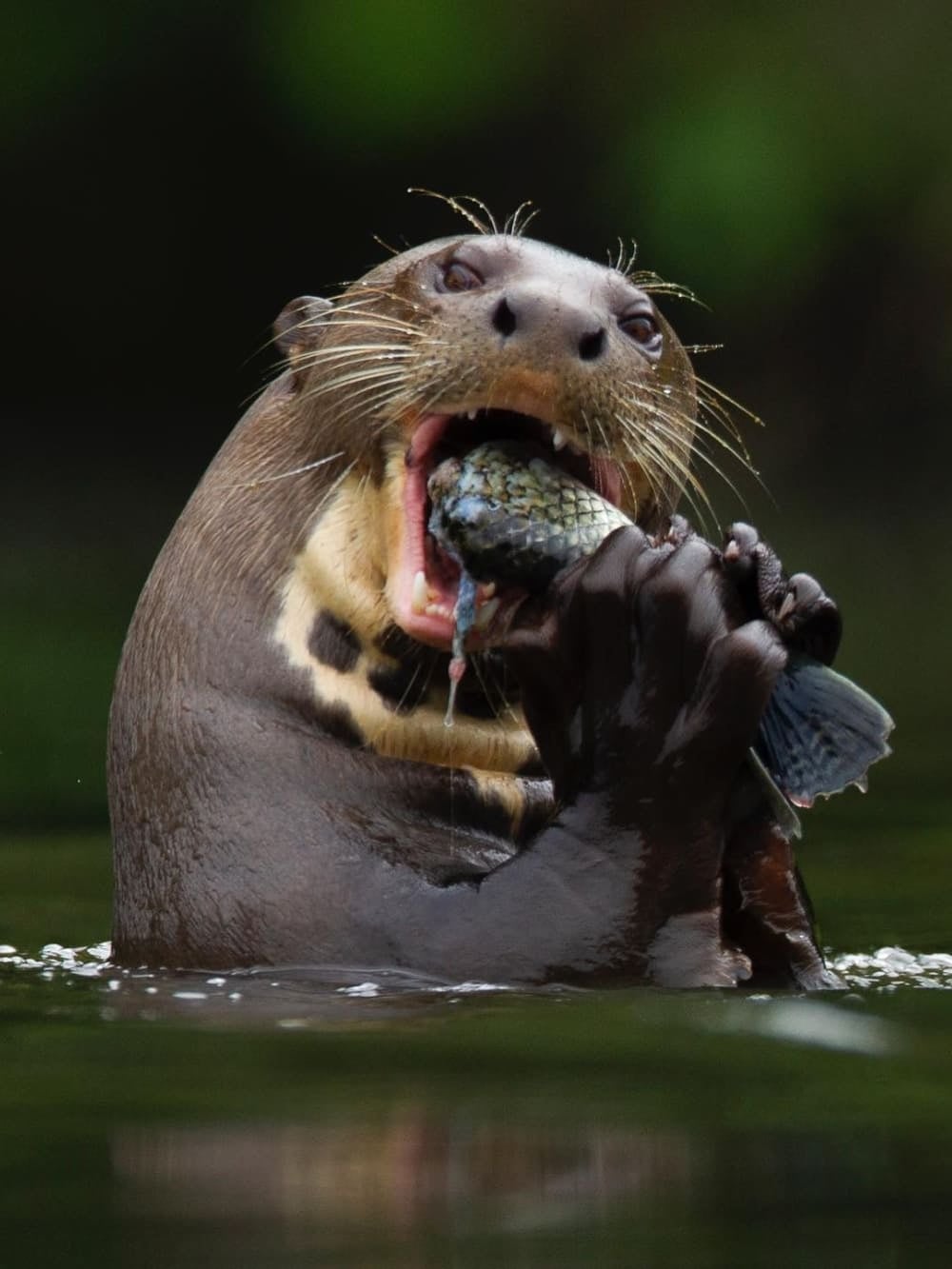 A giant river otter holds a fish in its paws while eating in the dark water.