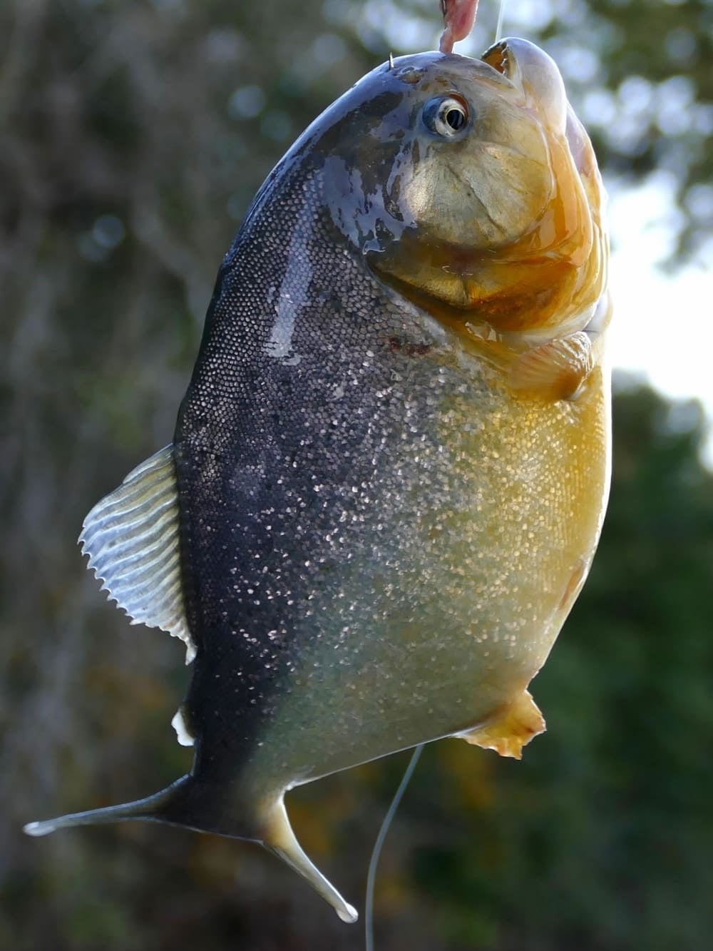 A close-up view of a piranha showing its scales and shape, a famous part of the Pantanal fauna.