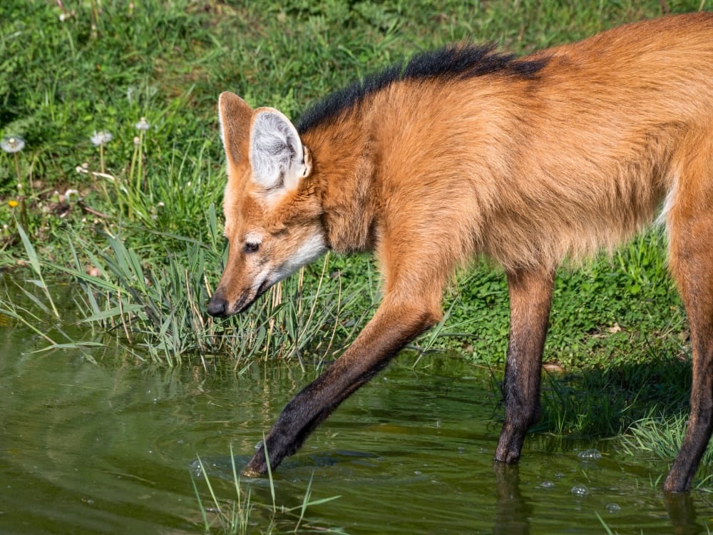 A maned wolf with long legs steps carefully through shallow green water.