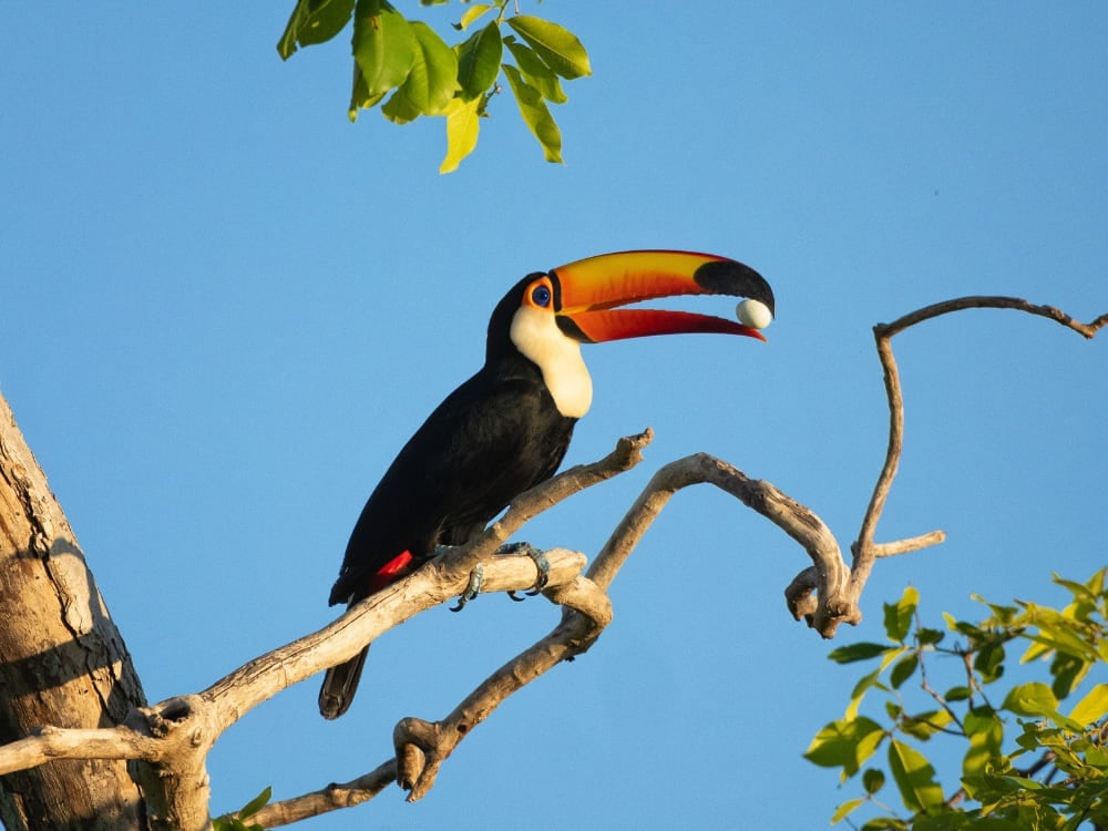 A Toco toucan perches on a tree branch holding a small fruit in its large orange beak.
