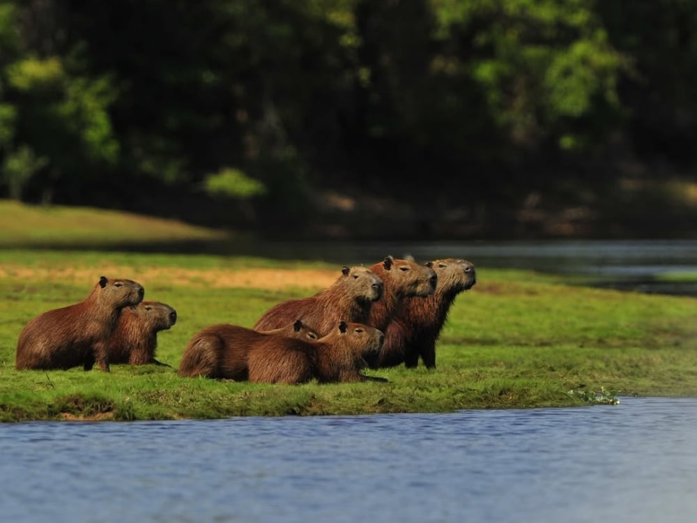 A group of capybaras rests on a grassy riverbank, showcasing the social nature of these Pantanal animals.