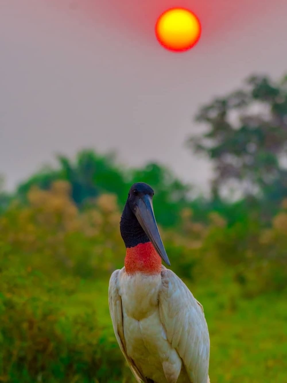 A majestic Jabiru stork displays its black neck and red throat pouch against a green background.