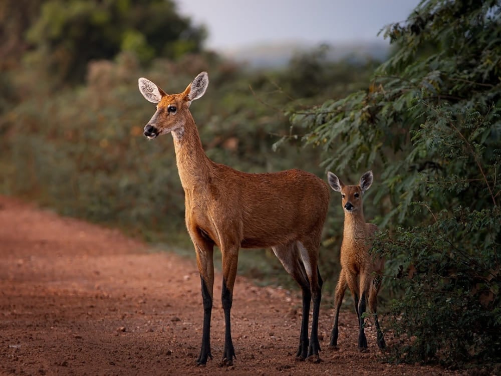 A female marsh deer stands protectively next to her fawn on a dirt path.