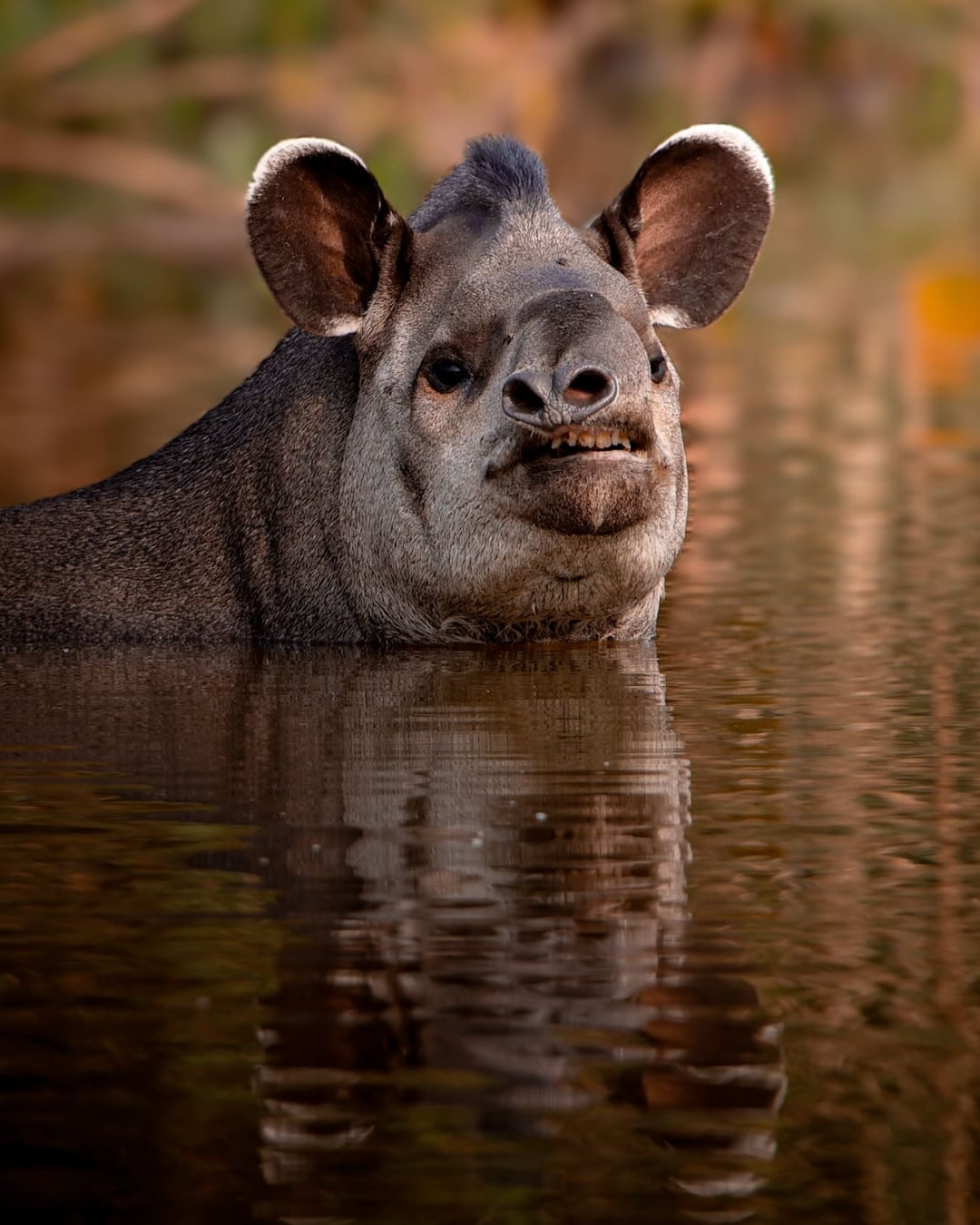 A lowland tapir keeps its head above water while swimming in a river.