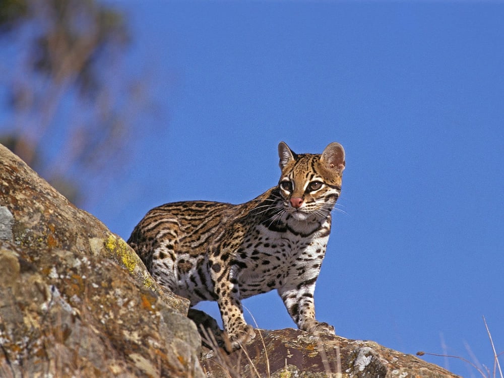 An ocelot stands on a rocky outcrop against a blue sky, scanning its surroundings.