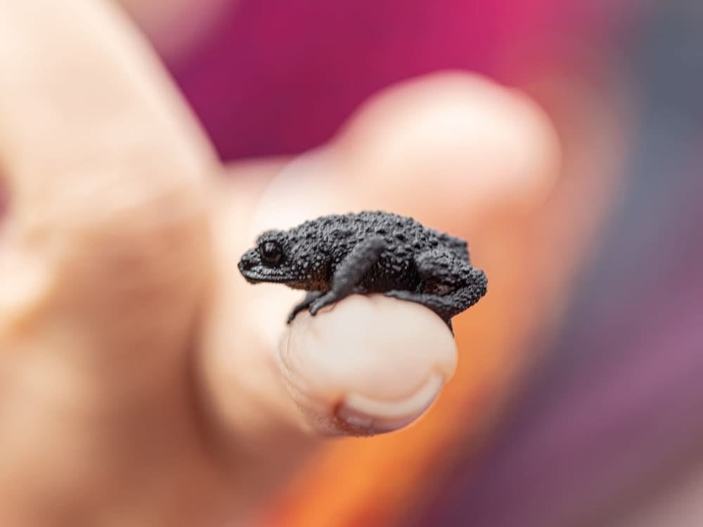 Mount Roraima Frog