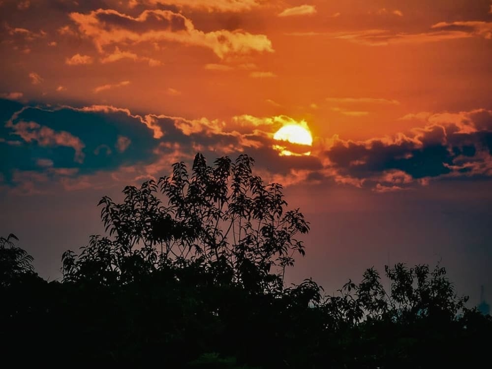 Bright orange sun setting behind the dark silhouettes of Amazon rainforest trees.