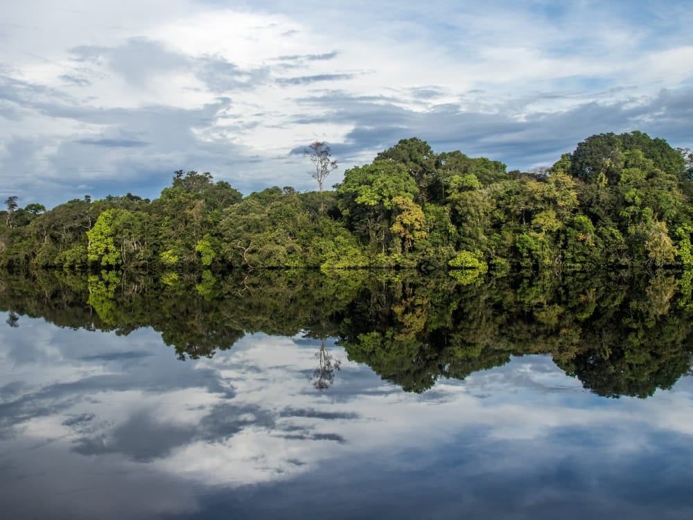The dense green Amazon forest reflecting like a perfect mirror on the calm, dark waters of the river.