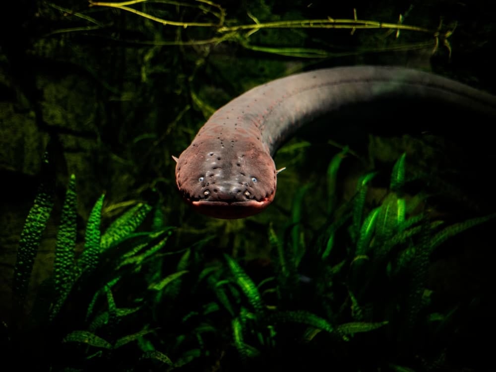 An electric eel with a long cylindrical body swimming underwater near dark green aquatic plants.