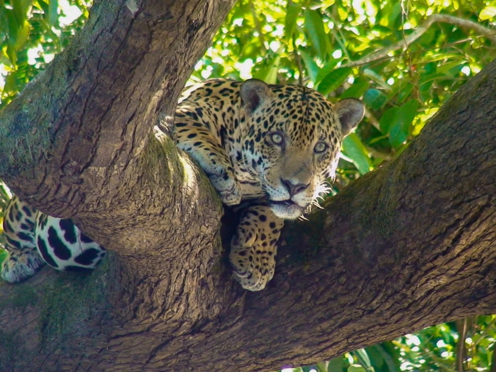 Jaguar resting comfortably on a thick tree branch in the Brazilian wetlands.