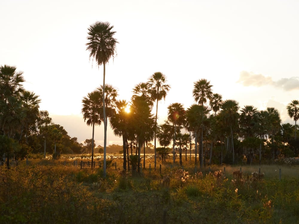 A scenic sunset with palm trees in the Southern Pantanal, known for its open landscapes and accessible Pantanal tours.