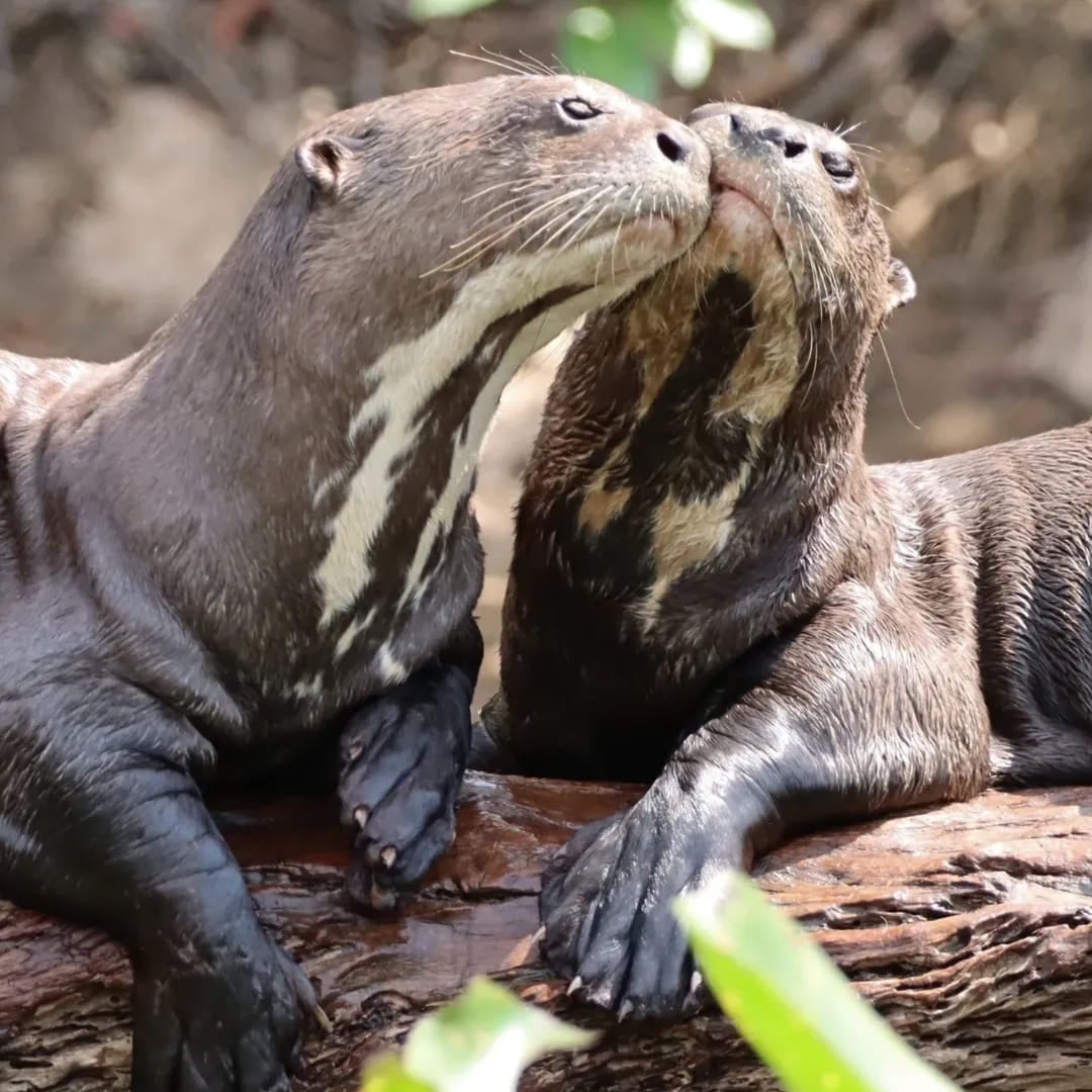 Two giant otters rest closely together on a wooden log in their natural aquatic habitat.