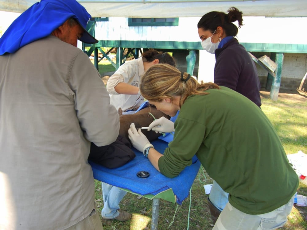 A team of researchers carefully examines a giant otter on a blue medical table as part of a wildlife monitoring project.