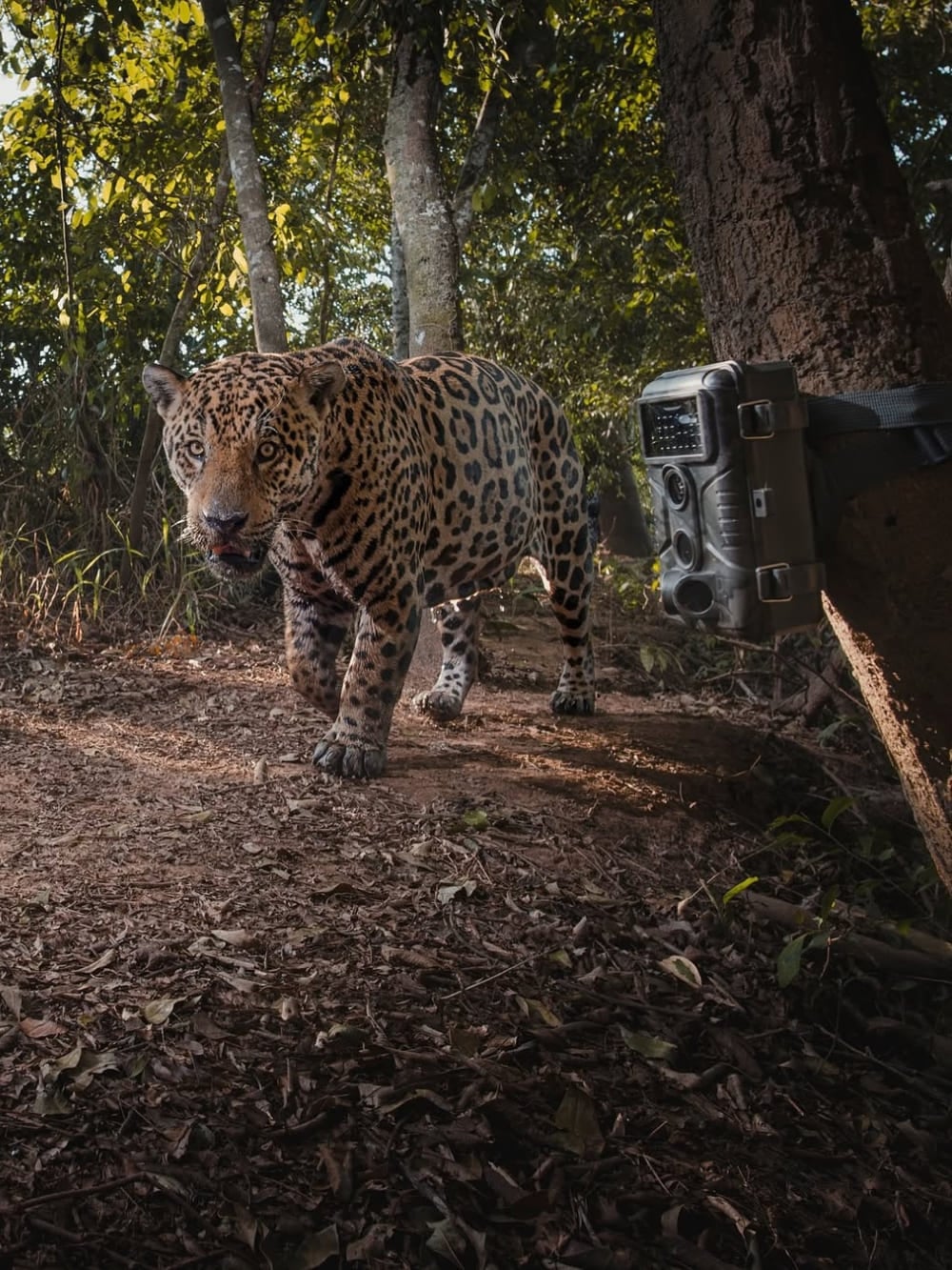 A large jaguar walks past a motion-activated camera trap strapped to a tree for the Jaguar Identification Project.