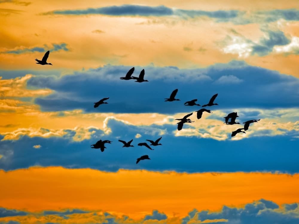 A flock of birds flying at sunset during the dry season, which is often cited as the best time to visit the Pantanal for wildlife viewing.
