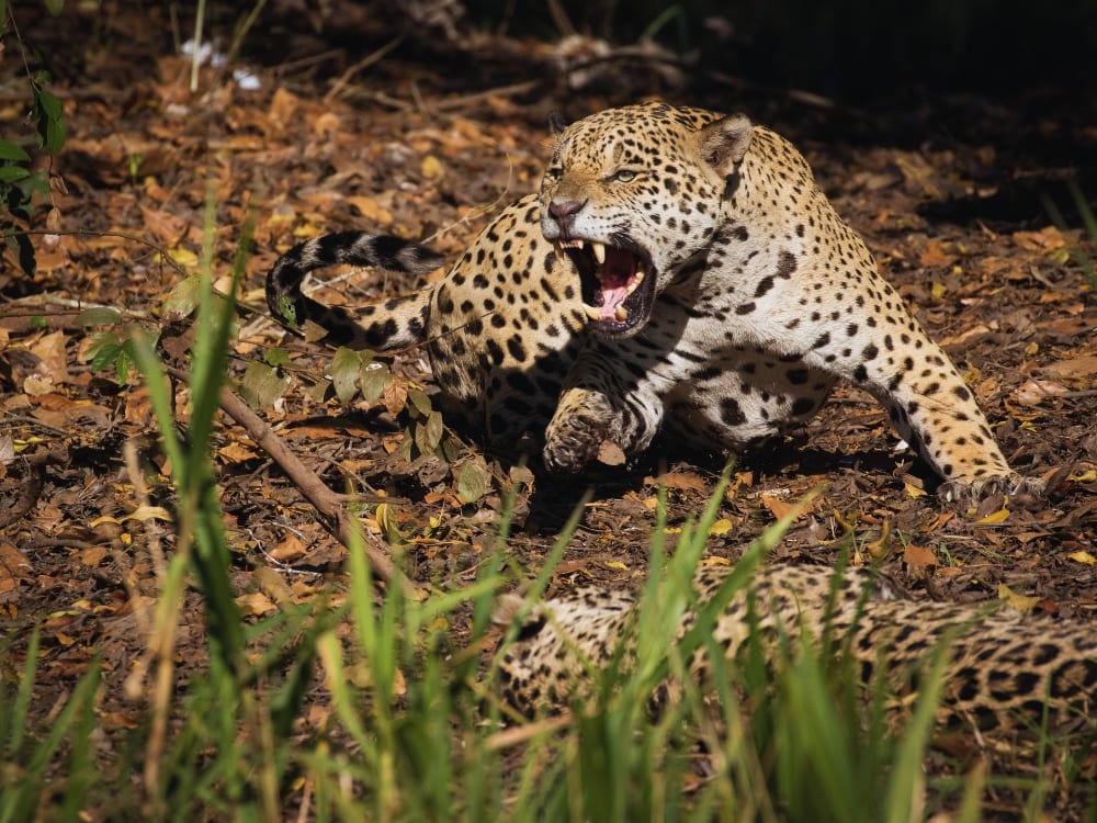 Close-up of a jaguar snarling in the wild. High wildlife density makes a pantanal safari in the North Pantanal the top choice for photographers.