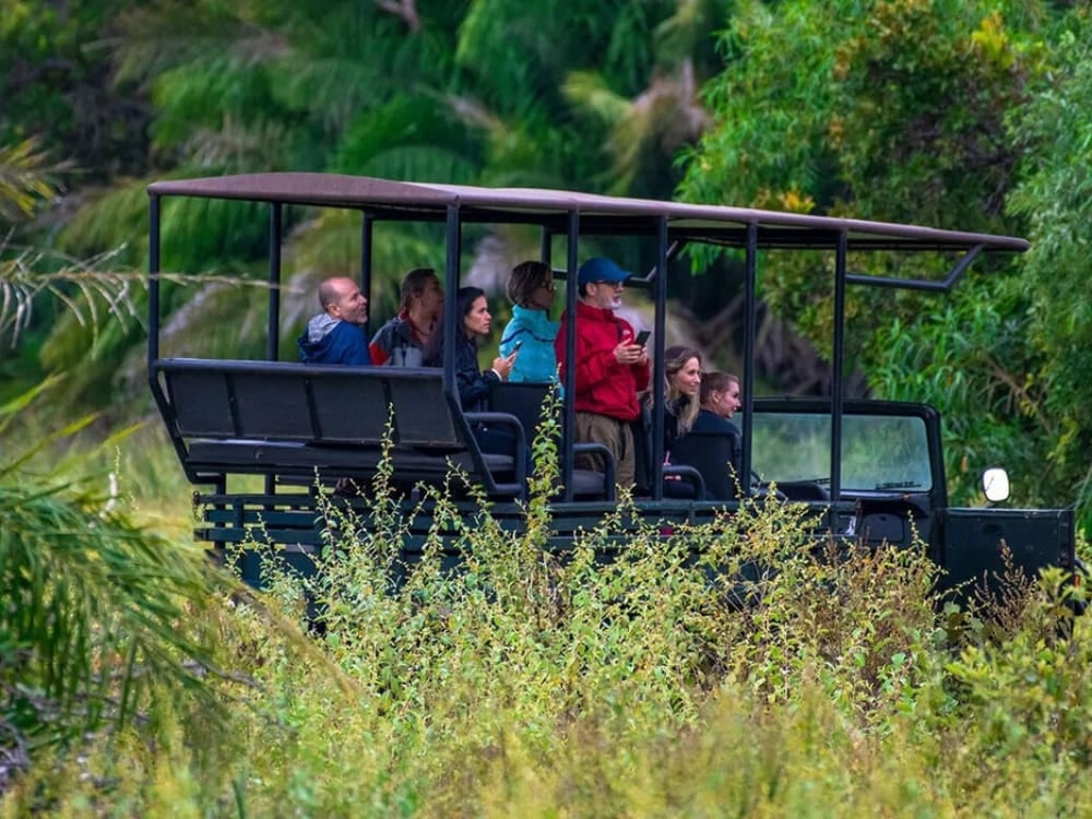 Tourists in an open-air vehicle enjoying a South Pantanal adventure, ideal for land-based Pantanal safaris and exploring the savanna.