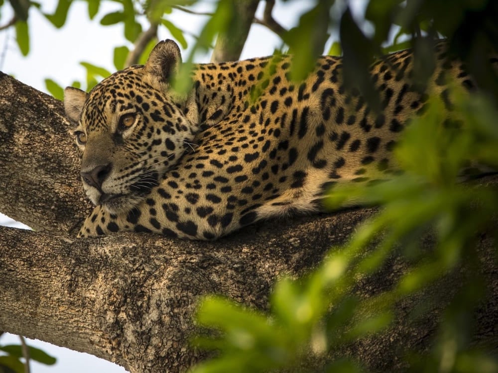 Close-up of a jaguar resting in the North Pantanal, the best destination for travelers seeking intense Pantanal safari experiences.