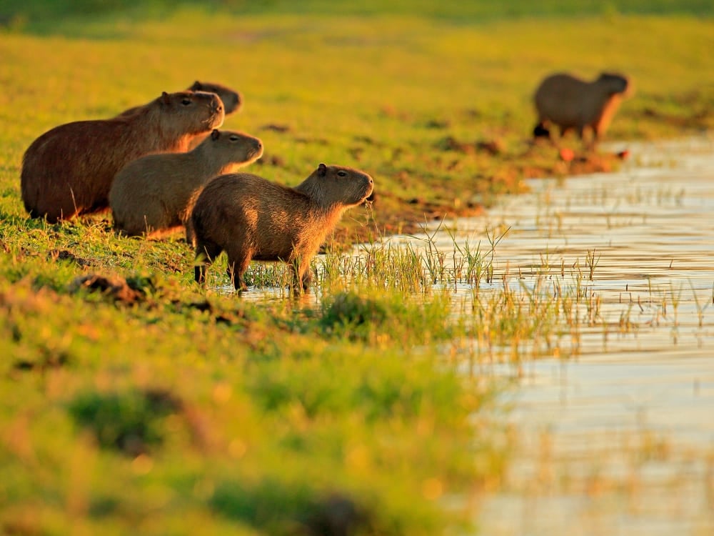A family of capybaras on a grassy bank, a common wildlife sighting on a Pantanal tour in both the North and South regions.