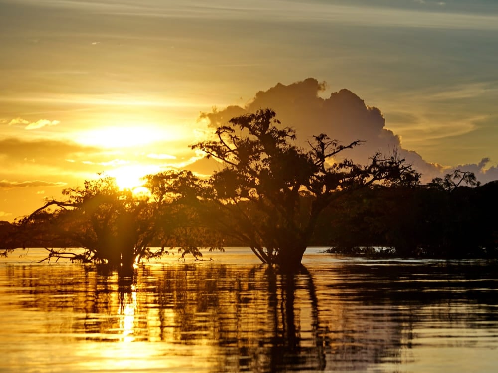 Golden sunset reflecting on the calm waters of a flooded igapó forest in the Amazon.