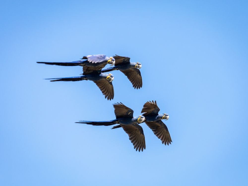 Three Hyacinth Macaws flying in formation against a clear blue sky, a common sight during a Pantanal safari trip.