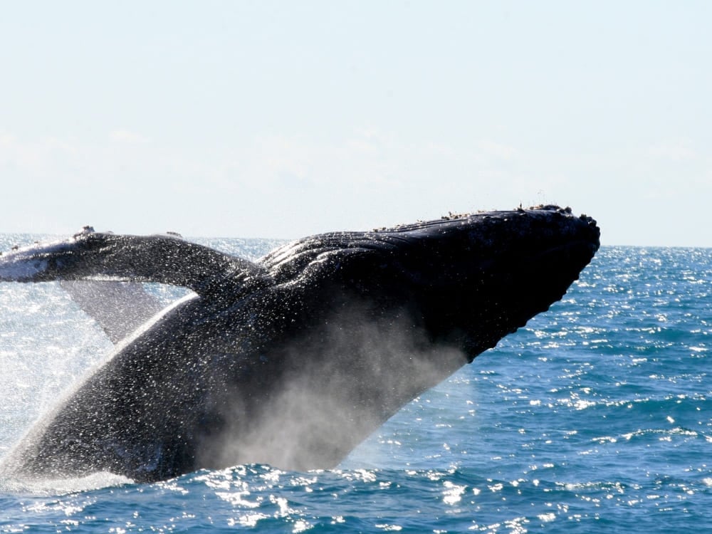 Abrolhos