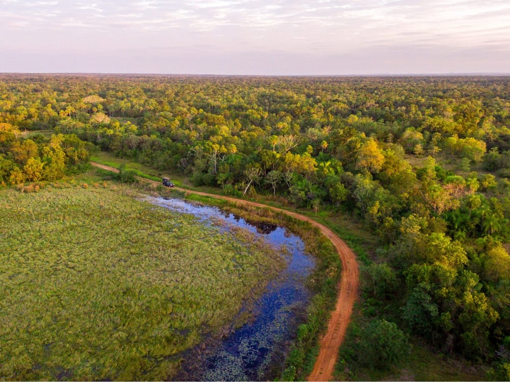 Aerial view of a vast green Pantanal landscape showing a safari vehicle driving on a dirt road next to a river.