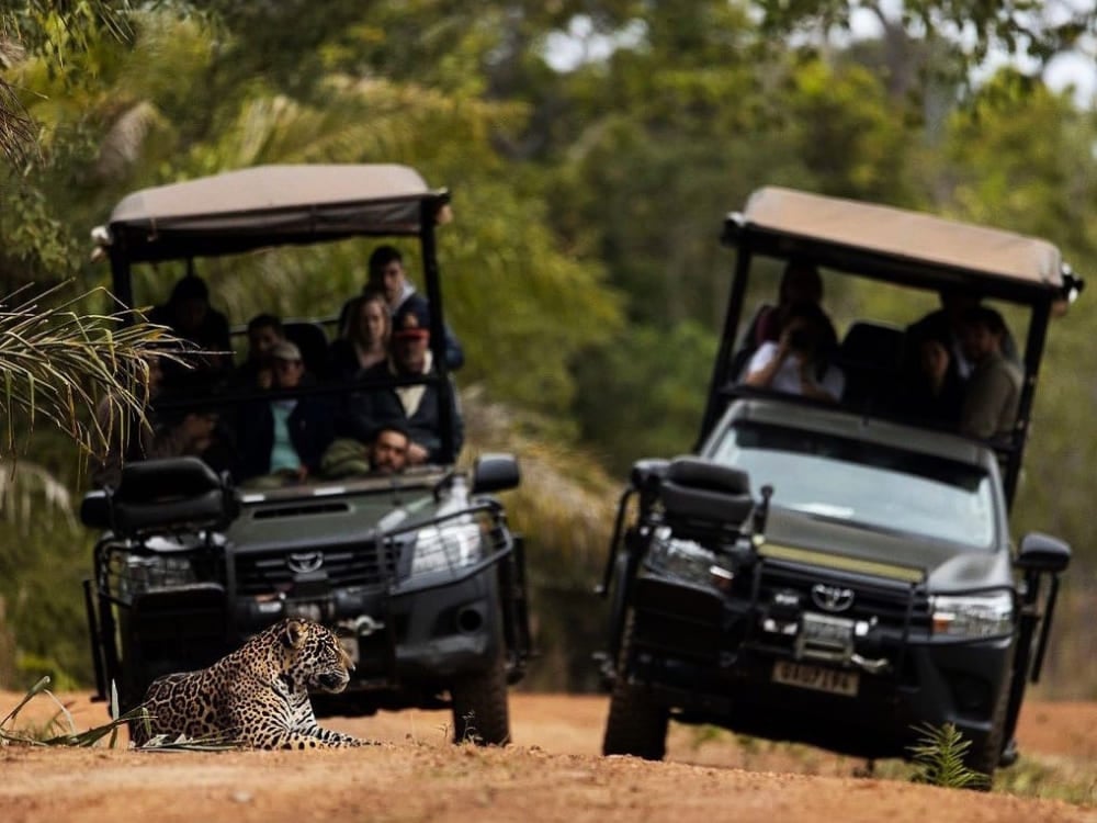Two safari vehicles with tourists closely observing a jaguar lying on a dirt road in the Pantanal.