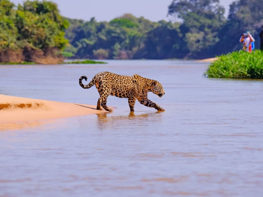 Pantanal