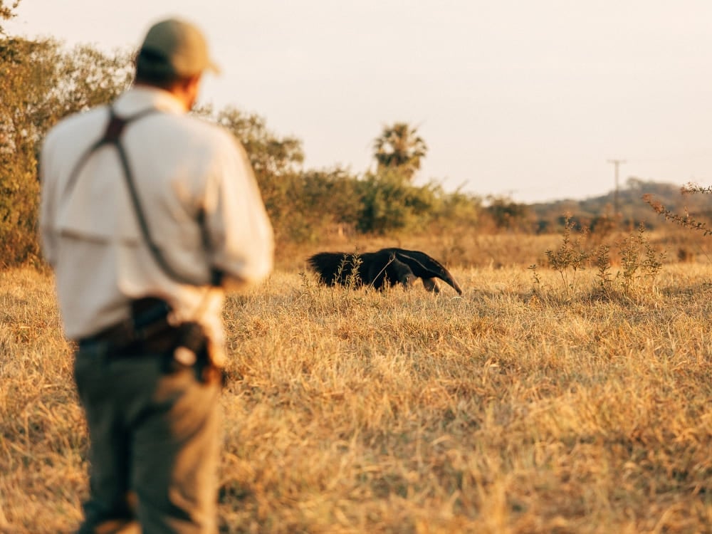 Tour guide observing a giant anteater on the plains during the dry season in the Pantanal.