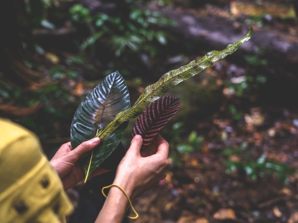 Close-up of a traveler's hands examining unique leaf textures during a guided educational walk in the Amazon jungle.